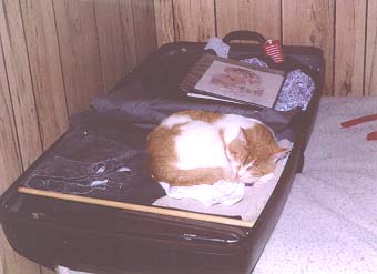 Should I pack my cat, or not?